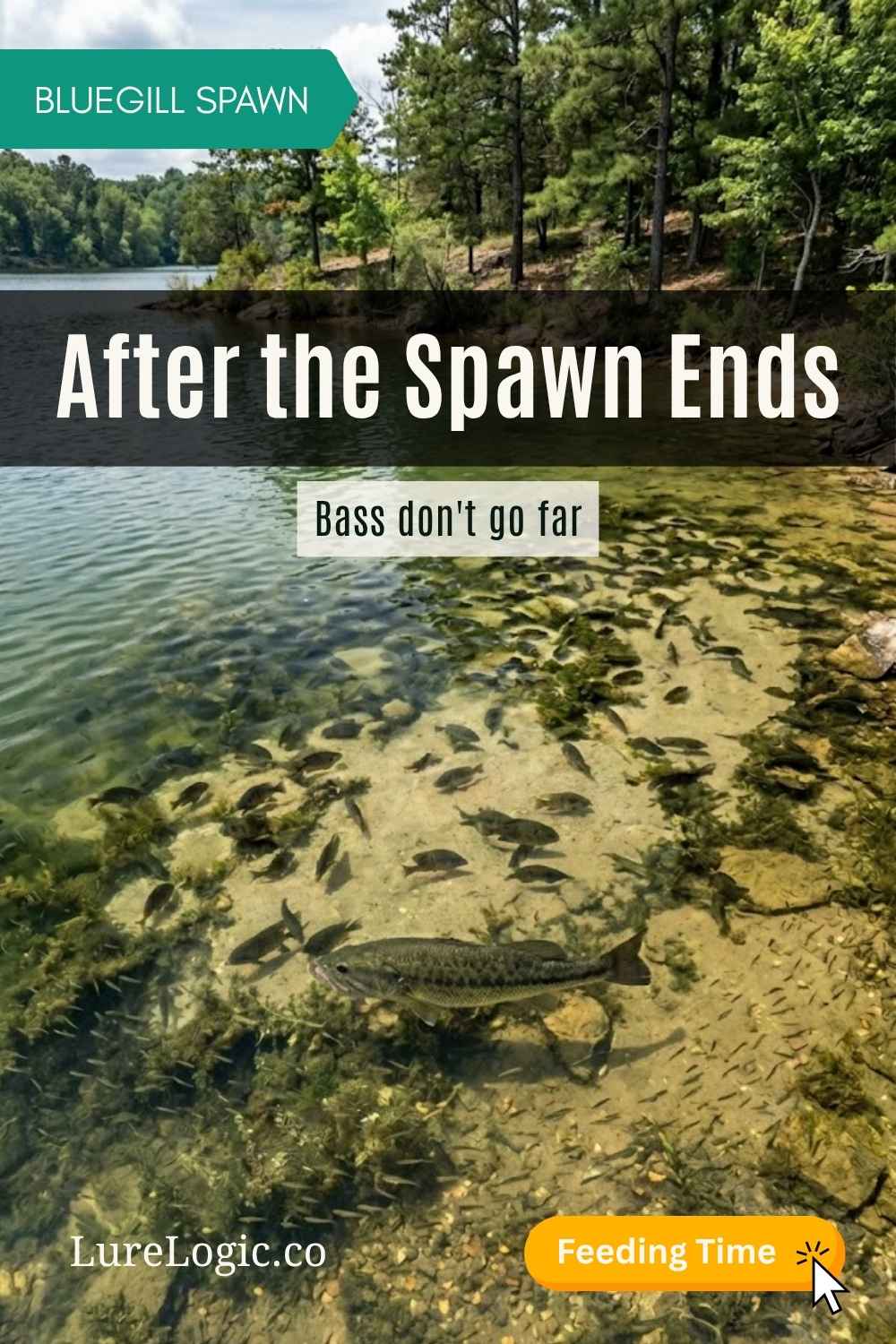 Largemouth bass cruising above a bluegill bedding colony in shallow water
