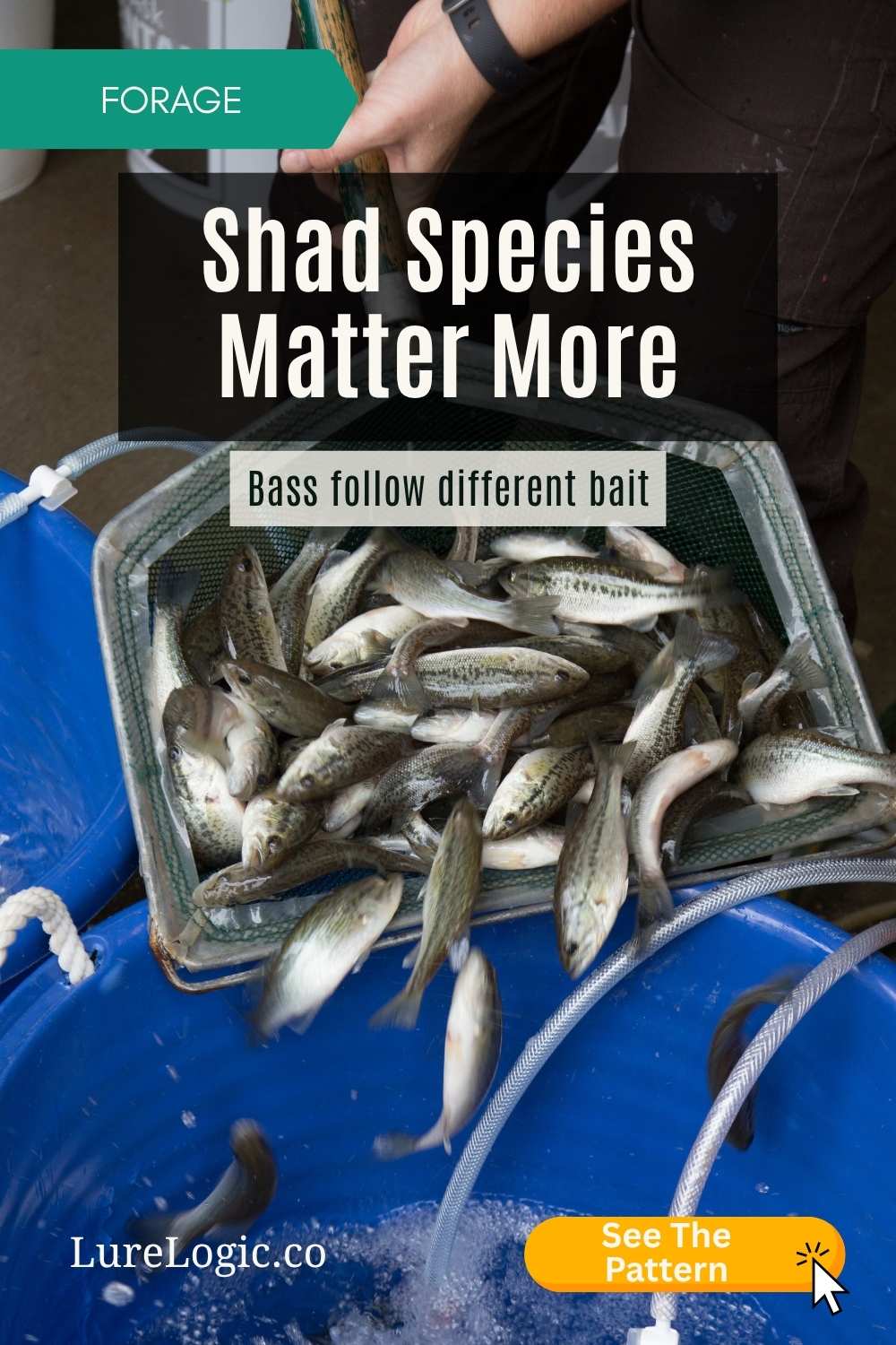 Threadfin and gizzard shad side by side underwater with a largemouth bass shadow behind