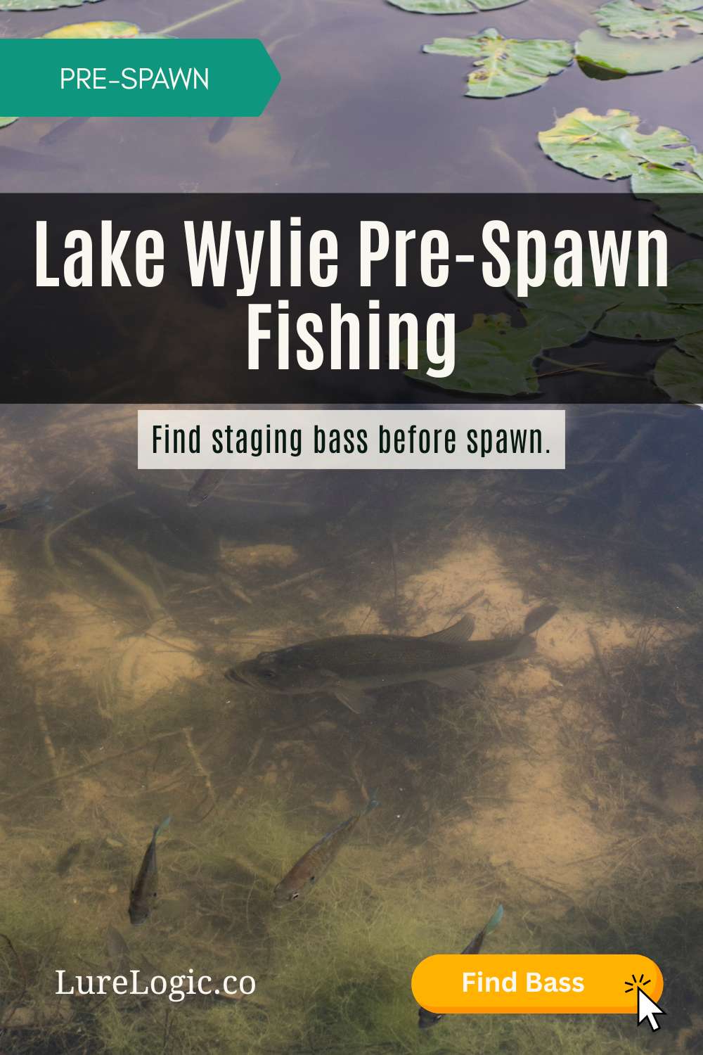 Lake Wylie prespawn bass fishing