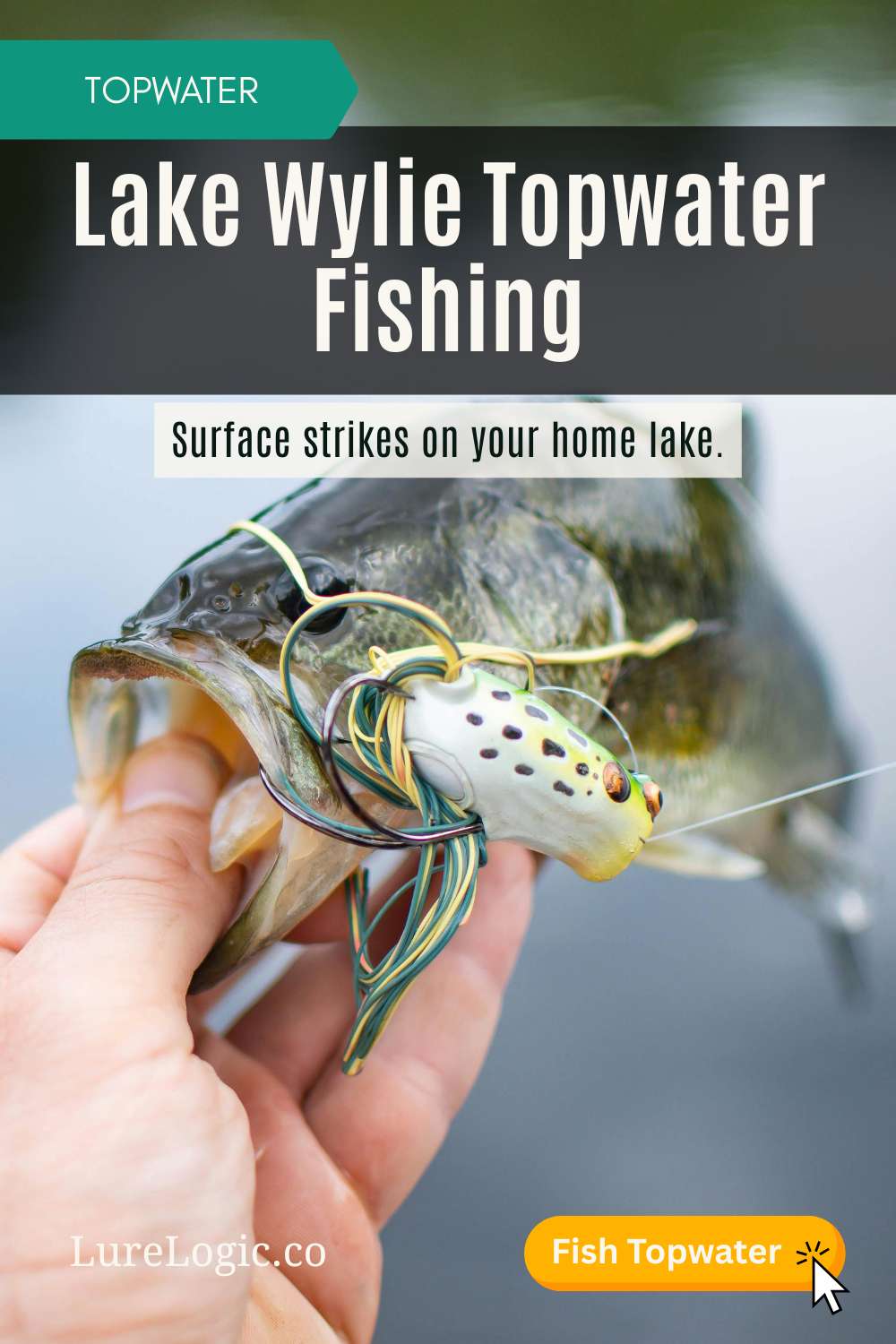 Lake Wylie topwater fishing